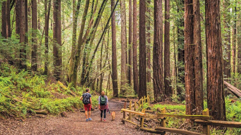 Redwood Regional Park