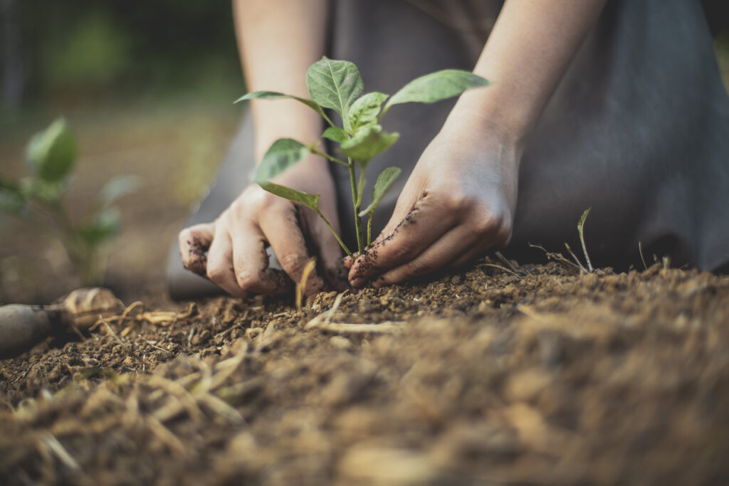 Sustainable Gardening