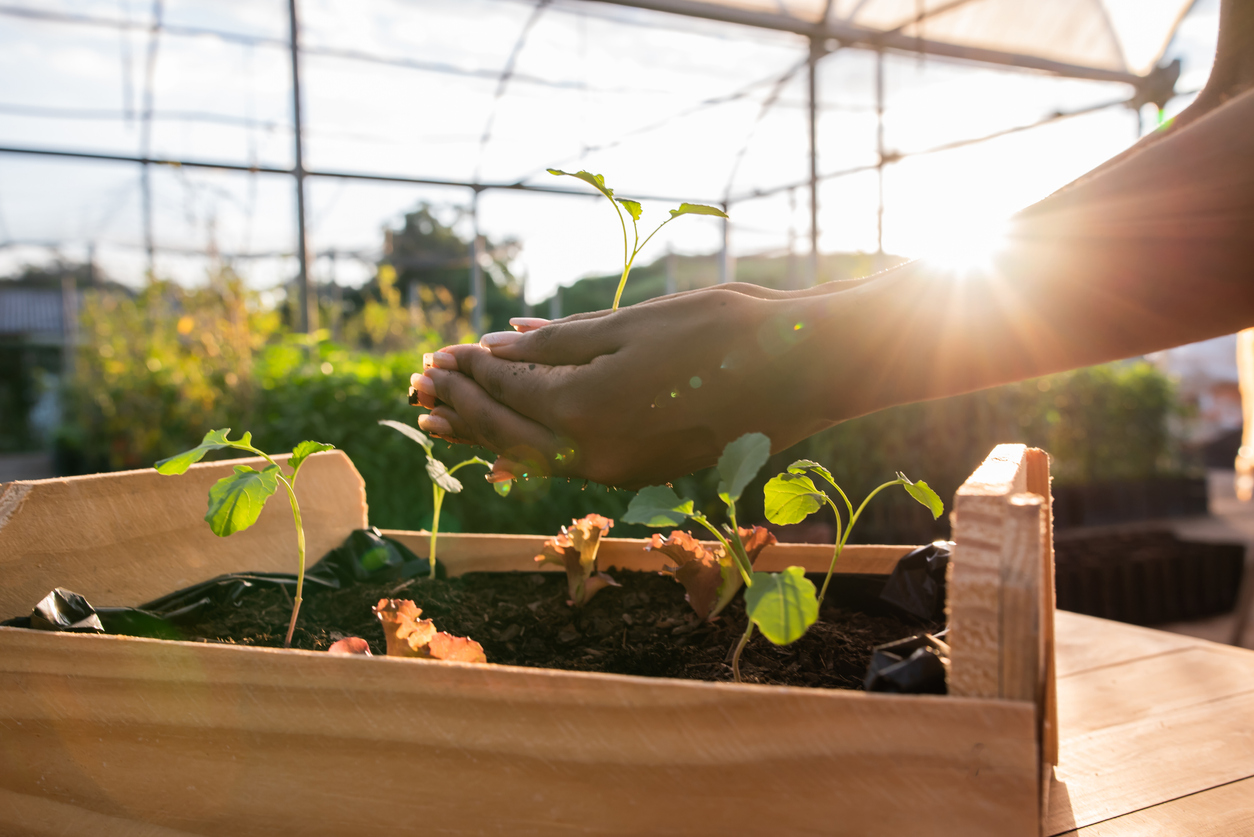 Sustainable Gardening